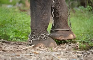 Close-up of a tourist riding on an elephant's neck. The elephant has a metal seat on its back and chains around its legs. Text overlay: Unethical Treatment of Elephants.